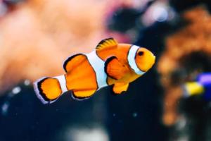 法甲就一个欧冠凭什么是五大联赛法甲就一个欧冠凭什么是五大联赛